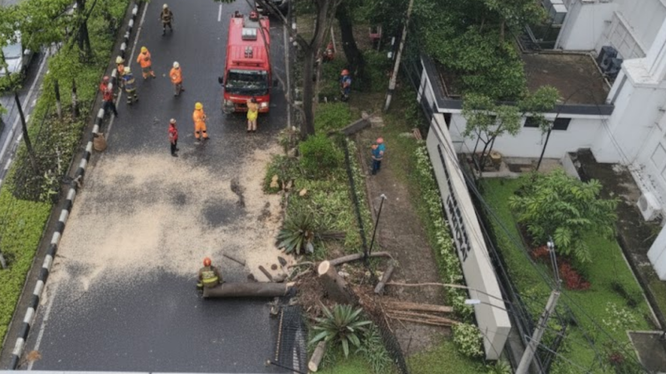 Pohon Tumbang di Jalan Surapati Bandung